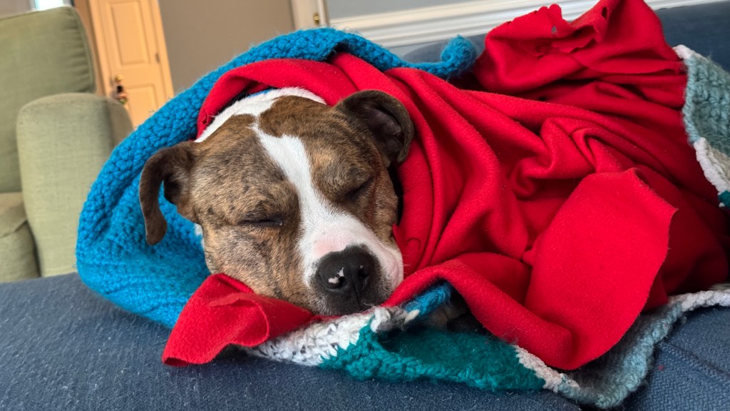 We adopted a&nbsp;doggo!!